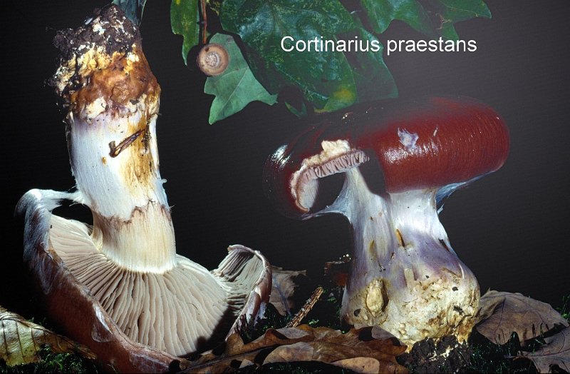 Cortinarius praestans-amf678.jpg - Cortinarius praestans ; Syn: Phlegmacium praestans ; Nom français: Cortinaire remarquable